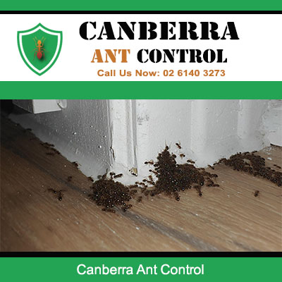 Indoor ant problem with visible nest requiring urgent ant pest control in Canberra
