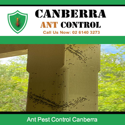 Ant colony destroying wooden structure requiring urgent ant pest control in Canberra ACT